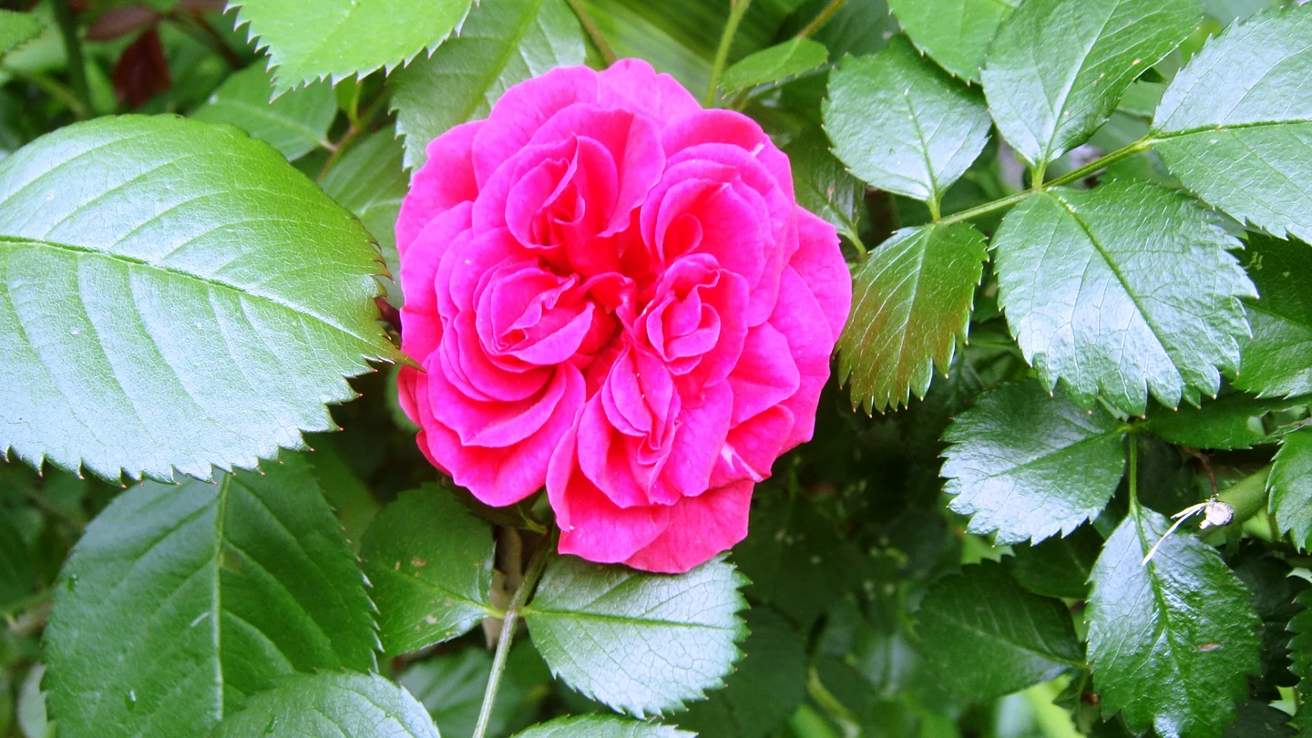 Pink Rosa damascena flower surrounded by green leaves