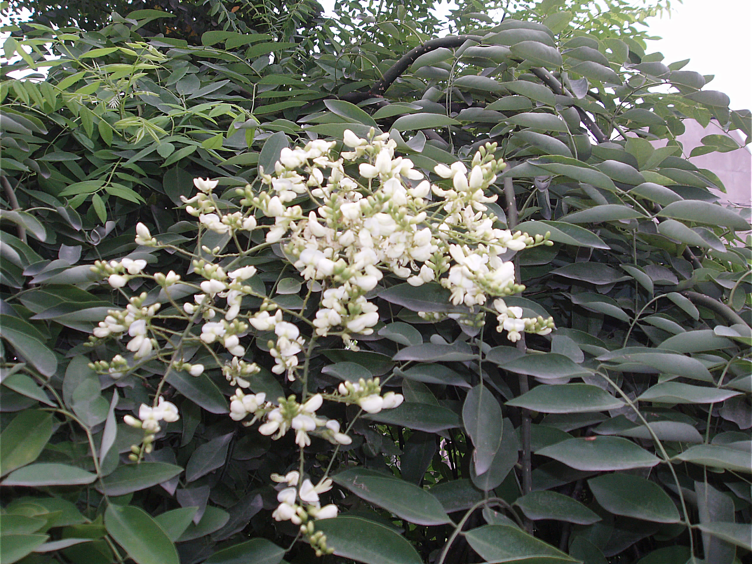 Flowers of Styphnolobium japonicum, the tree behind Sophora flower-bud ingredients